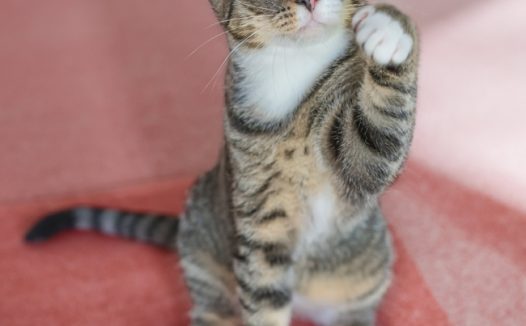 可爱欧洲短毛猫萌宠写真图片