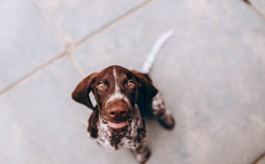 呆萌可爱狗狗照片