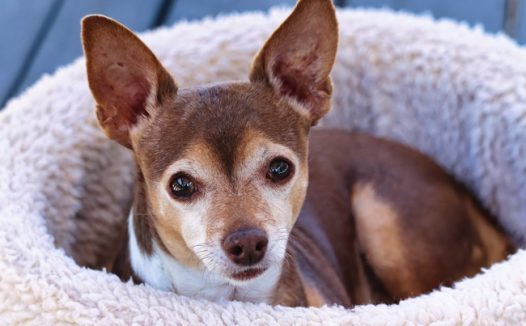 躺在狗窝里的吉娃娃犬摄影图片