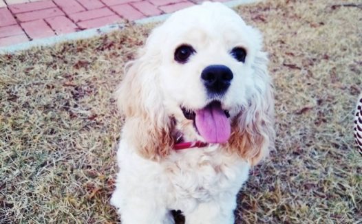 美国可卡犬图片