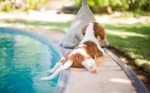 泳池可爱萌狗狗图片