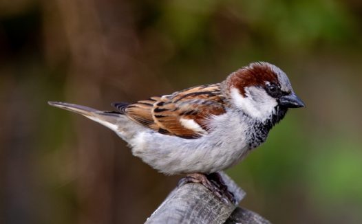 欧亚树麻雀图片