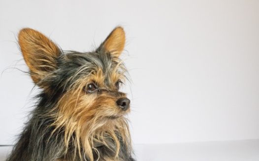 可爱小型犬宠物狗狗图片