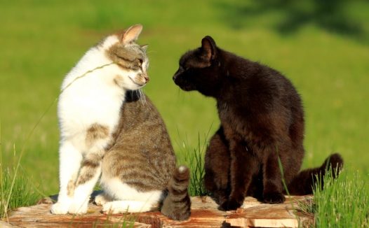 两只可爱小猫对视图片