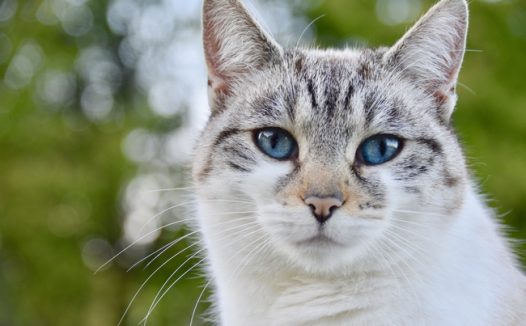 蓝眼睛萌猫咪图片