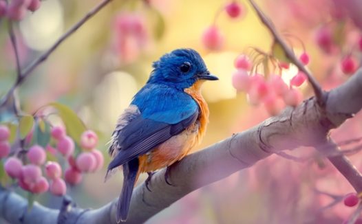 站在树上的蓝色知更鸟摄影图片