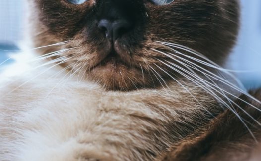 蓝眼睛的猫图片