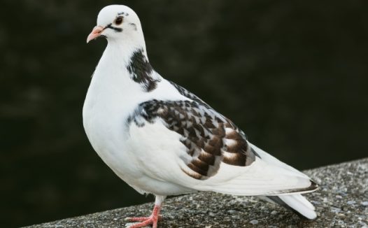 和平鸽素材图片