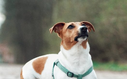 趴在地上的比格犬图片