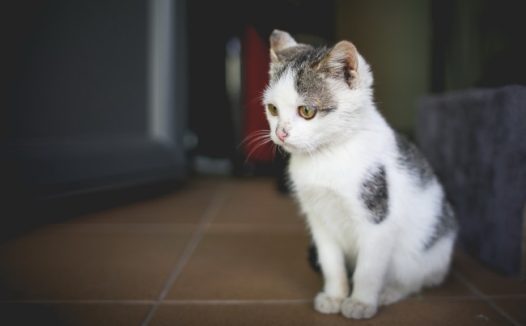 可爱萌猫猫图片