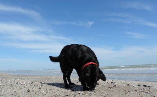 拉布拉多幼崽图片