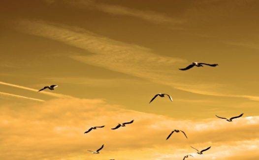 黄昏飞鸟图片