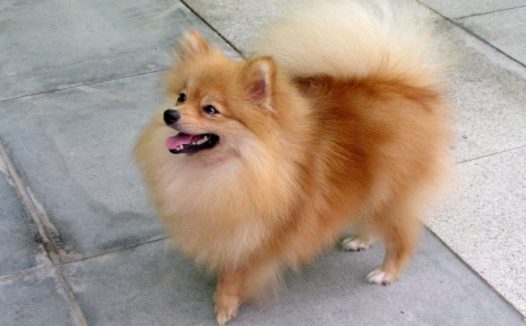 可爱狐狸狗图片