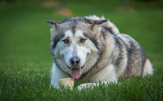 高清草地阿拉斯加雪橇犬图片