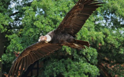 展翅飞翔秃鹰图片