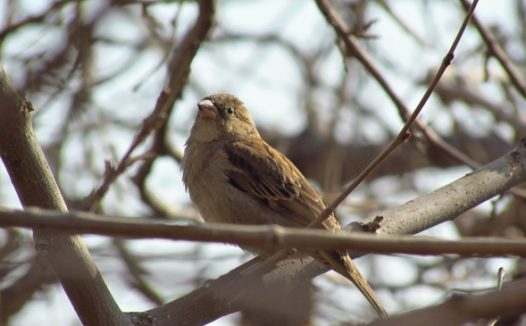 户外小麻雀图片