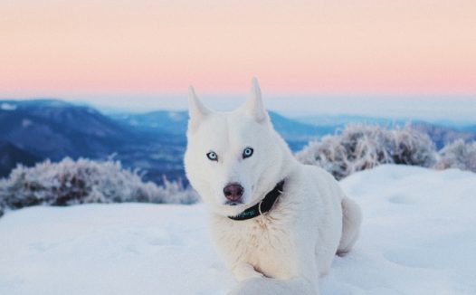 冬季雪地白色狗狗图片