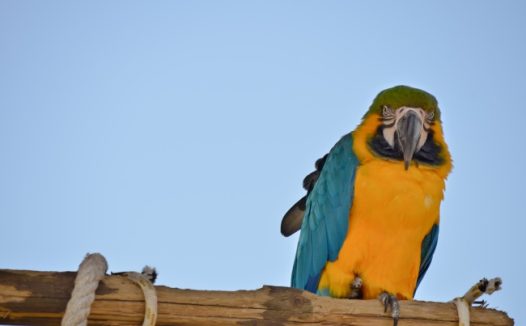 呆萌金刚鹦鹉图片