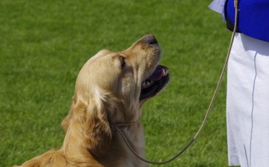 草地金毛寻回犬图片