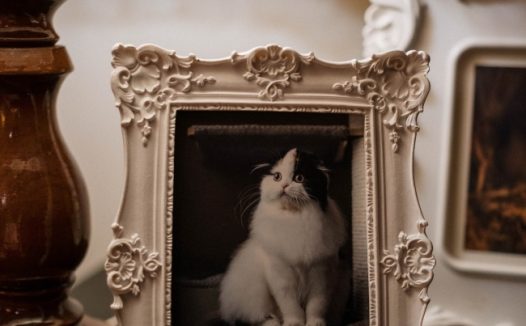 白色相框里的猫咪图片