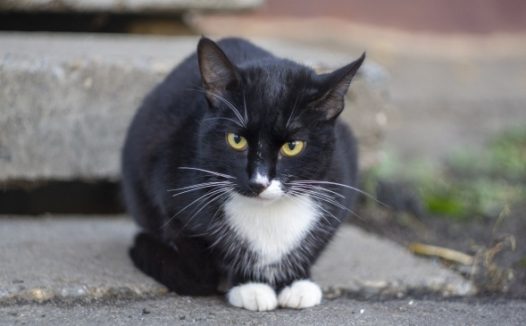 黑色猫呆萌图片