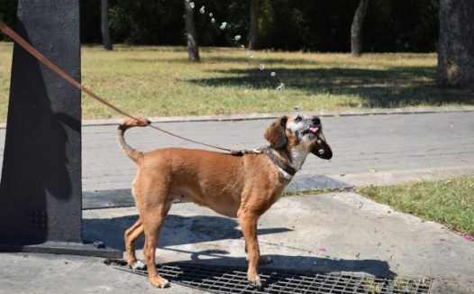 公园宠物狗狗图片