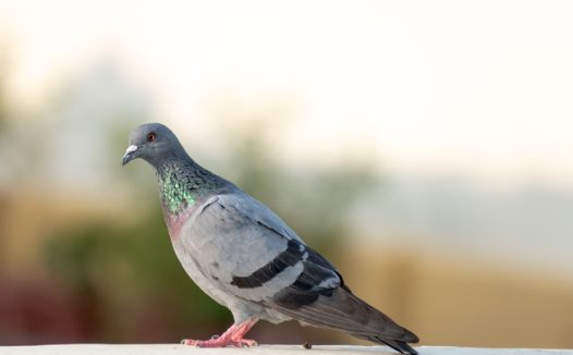 高清岩鸽摄影图片