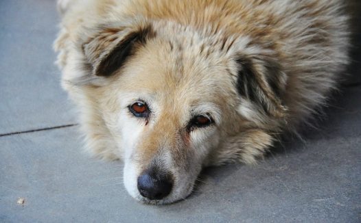 金毛犬卖萌图片