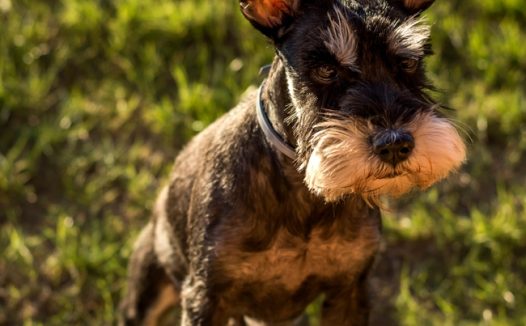 户外草地雪纳瑞犬摄影图片
