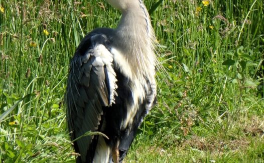 站在草丛凝视前方的苍鹭图片