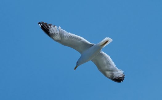 蓝色天空展翅翱翔的海鸥图片