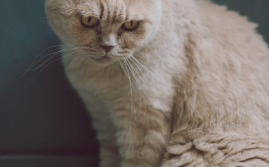 白色英国短毛猫图片