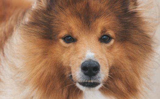 可爱冰岛牧羊犬摄影图片