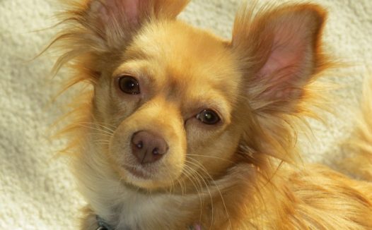 漂亮狗狗头部特写图片