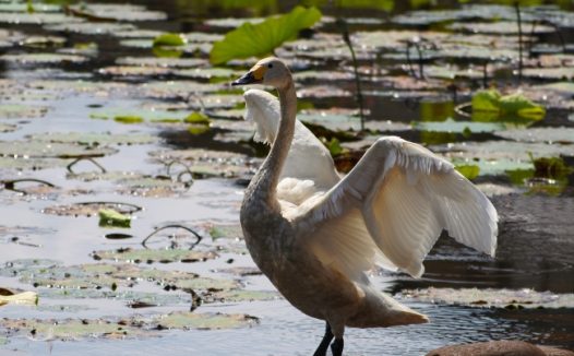 起舞的小天鹅图片