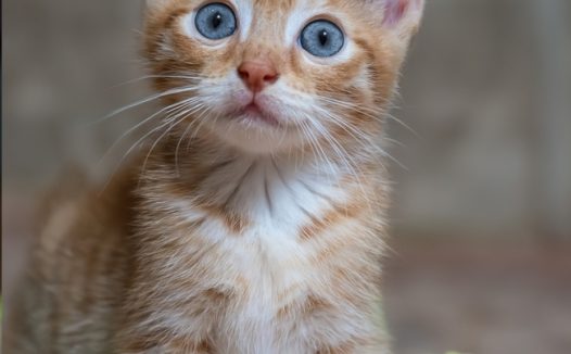 眼神无助瘦小的小花猫图片