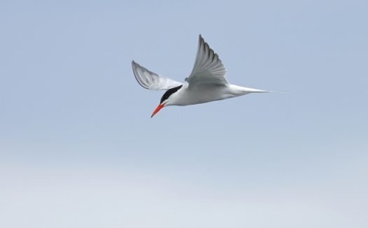 海鸟高空展翅飞翔图片