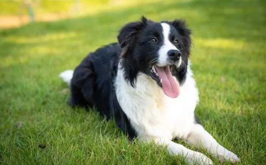 狗狗聪明的三大表现 你家的狗狗够聪明吗