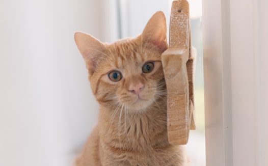 呆萌可爱小花猫摄影图片