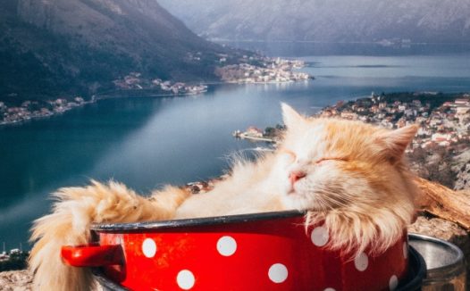 仰天睡觉猫咪图片