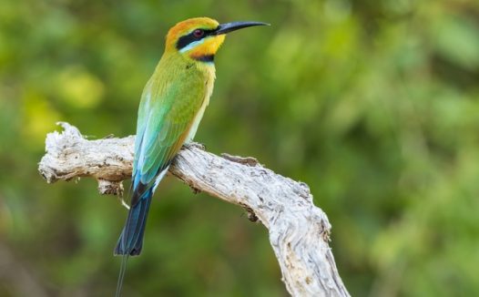 站在树干上的绿色蜂鸟图片