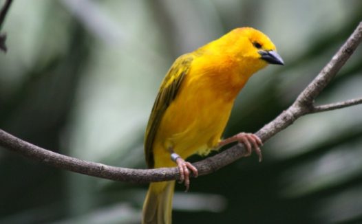 黄色观赏鹦鹉图片