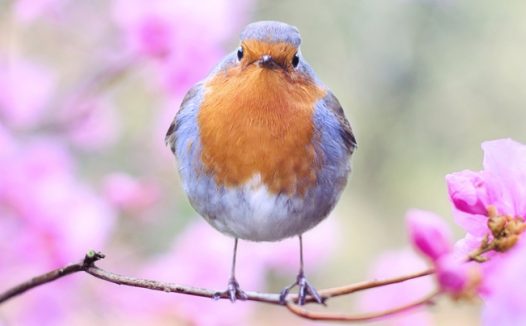 站在花枝上的野生知更鸟图片