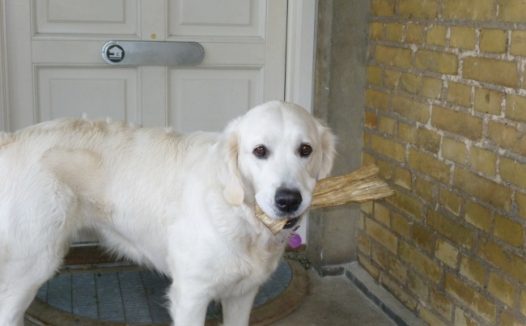 纯种白色金毛犬图片