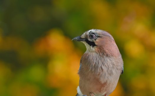 野生红腹燕雀摄影图片