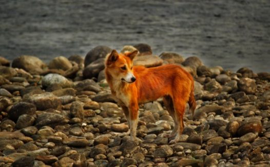 小型中华田园犬图片