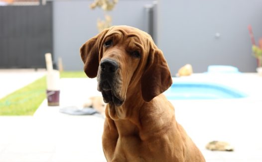 英国寻血猎犬图片