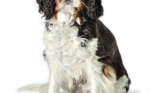 可爱超萌史宾格犬图片