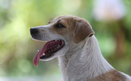 伸着舌头的拉布拉多图片