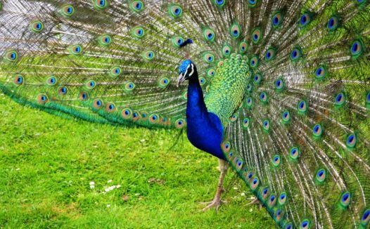 孔雀开屏特写图片